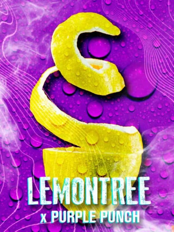 Lemon Tree Tramuntana