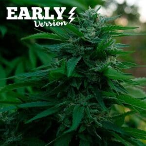 Lord Kush Early Version
