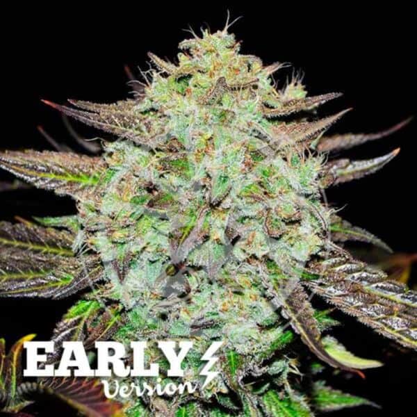 Purple Mango Kush Early Version