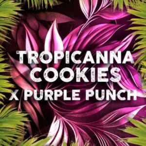 Tropicana Cookies x Purple Punch