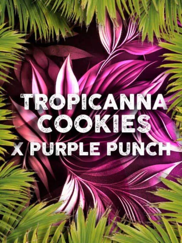 Tropicana Cookies x Purple Punch