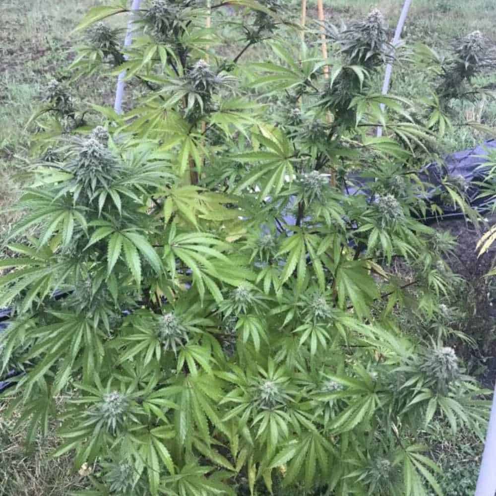 Unknown Kush Early Version