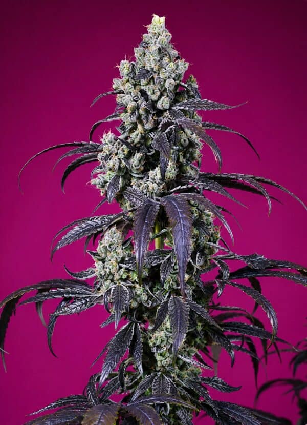 Tropicanna Cherry XL Auto