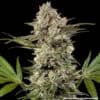 Banana Runtz F1