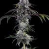 Durban Z F1