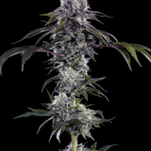 Durban Z