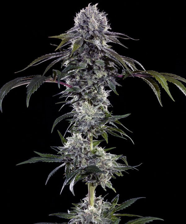 Durban Z