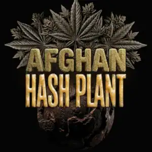 Afghan Hash Plant