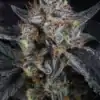 Guava Runtz Auto