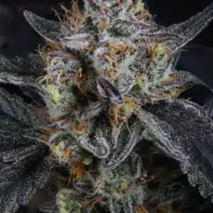 Guava Runtz Auto