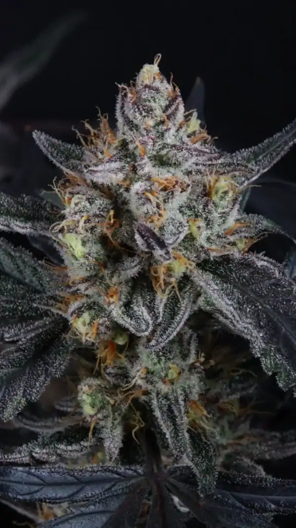 Guava Runtz Auto