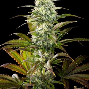 Clementine Slush Bioboost