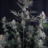 Lemon Tree Auto