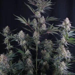 Lemon Tree Auto