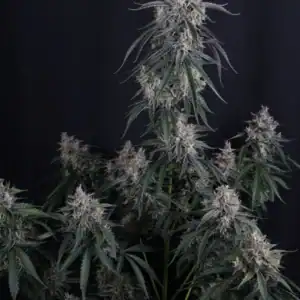 GMO Auto