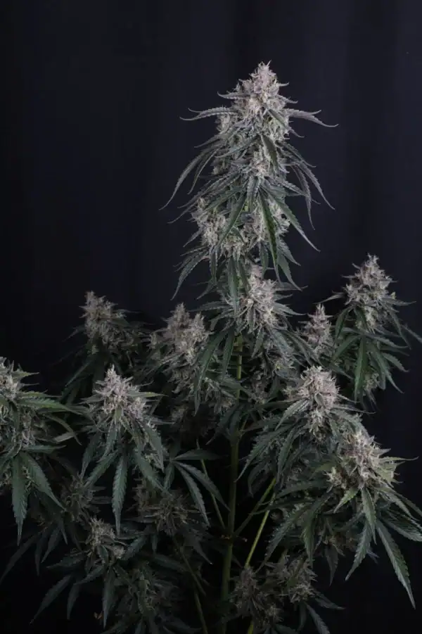GMO Auto