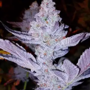 GMO Zkittlez F1