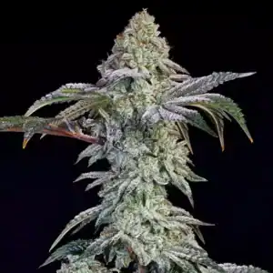 Grandpa's Cookies #6 S1