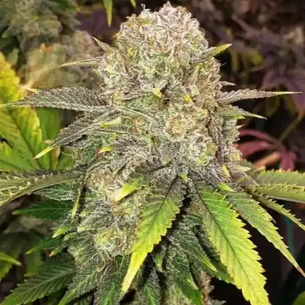 Master Kush Rbx