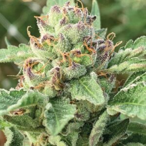 Apple Blossom Autoflower