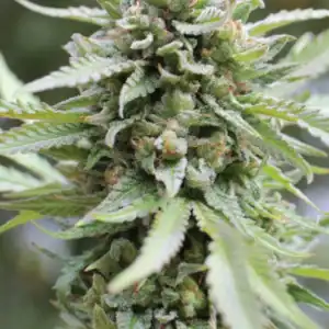 Lemongrass Auto