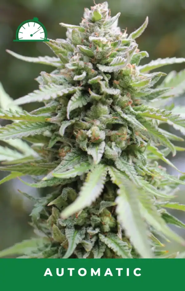 Lemongrass Auto