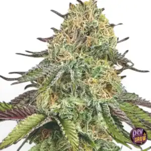 Auto Lemon Cherry Gelato