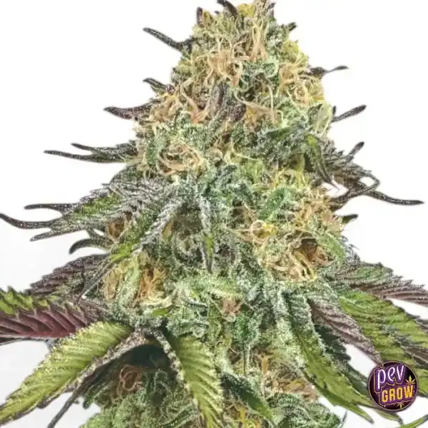 Auto Lemon Cherry Gelato