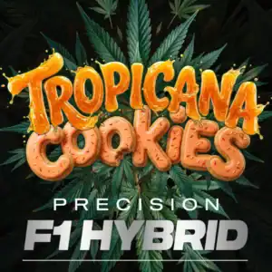 Tropicana Cookies F1 Auto